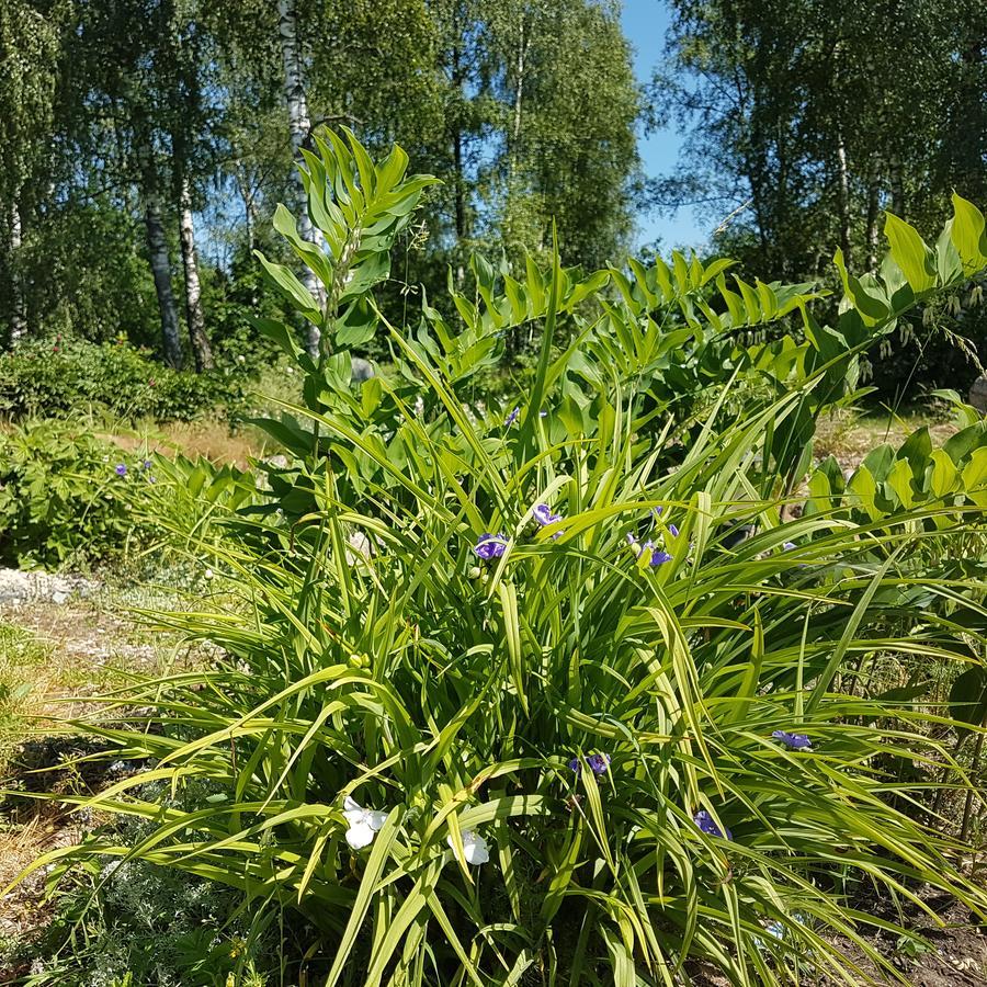 Vila Sanzila Bernatoniai Eksteriør billede