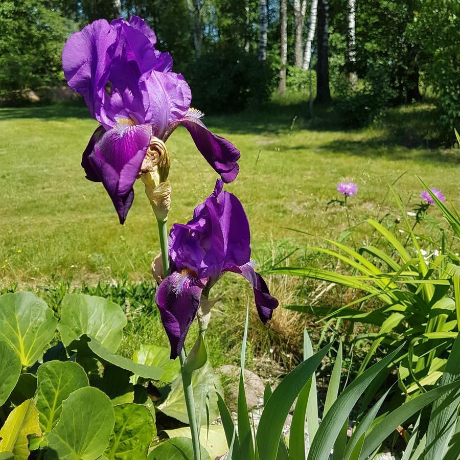 Vila Sanzila Bernatoniai Eksteriør billede